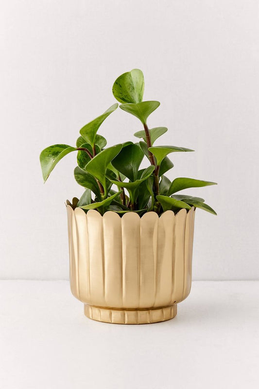 Coral Gold Metal Planters